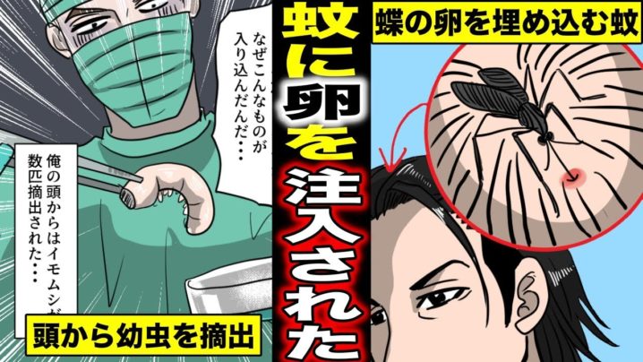 実話 人間の頭の中に卵を植え付けた蚊が怖過ぎる 脳内で成長した幼虫が動き回り強烈な痛みに襲われた男の末路 マンガ動画 映画とドラマのムービーコレクター 動画キュレーションサイト